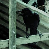 Cawing Crow