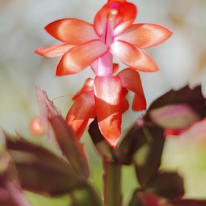 Cactus Flower
