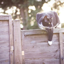 Charlie The Cat