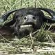 Munching Buffalo 