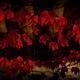 Red Leaves