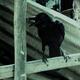 Cawing Crow