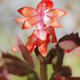 Cactus Flower