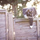 Charlie The Cat