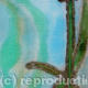 The First Bluebell of…