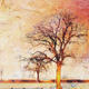 Shepherds Delight II
