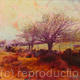 Dartmoor
