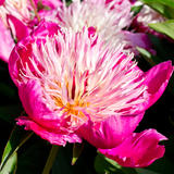 Peony, Preston Manor walled garden - Photography