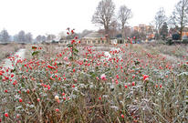 Rosehips with frost, Preston Park rose garden