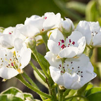 Pear Blossom