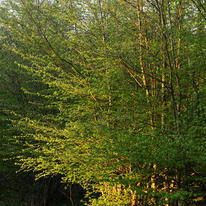 Knowlands Wood II
