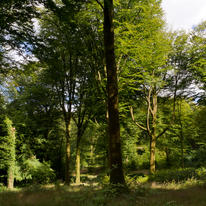 La Forêt de St Sever, Normandie