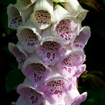 Foxglove, Preston Park walled garden