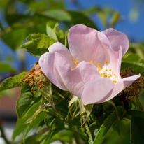 Dogrose