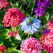 Love-in-the-Mist and Valerian