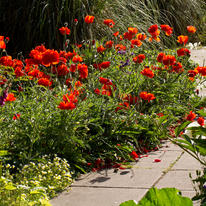 Oriental Poppies, Preston Manor walled garden