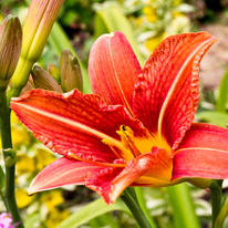 Day Lily