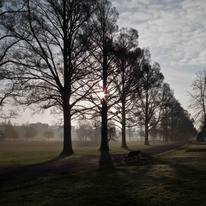 Preston Park Elms at dawn