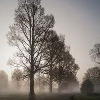 Elms in the mist