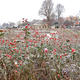 Rosehips with frost, Preston Park rose garden
