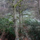 Woodland scene