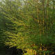 Knowlands Wood II