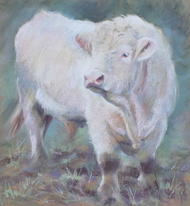 White Bull