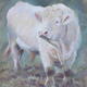 White Bull
