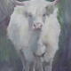 White Highland | (sold) | | Oil White Highland