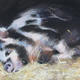 Sweet Dreams | | | Pastel Sweet Dreams