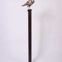 Crows and Ravens