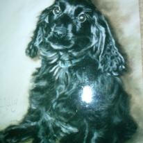 Holly Puppy