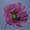 Poppy on Sky