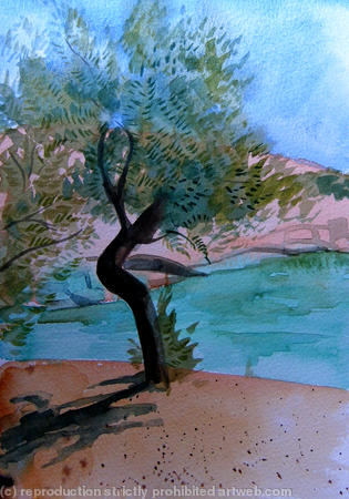 Olive tree in Greece