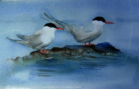 Terns on a rock
