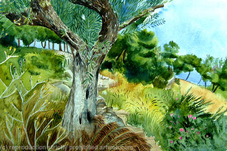 The old olive tree