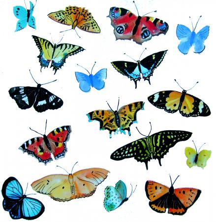 Butterflies