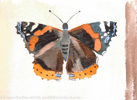 Red Admiral