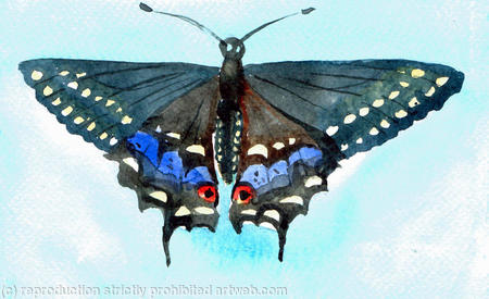 Swallowtail butterfly