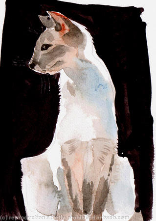 Siamese cat