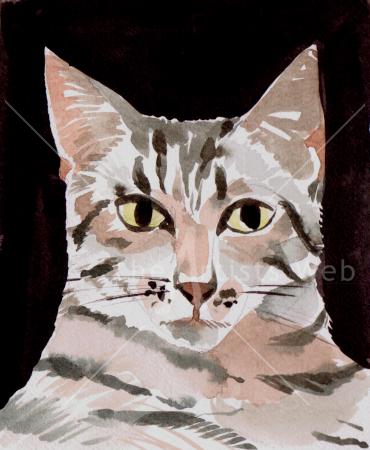 Tabby face