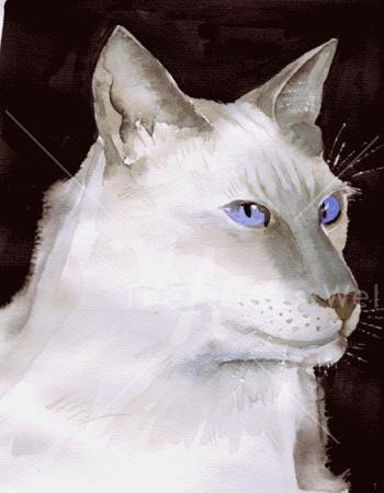 White siamese