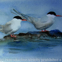 Terns on a rock