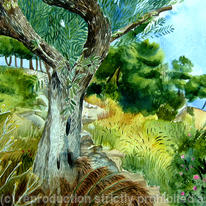 The old olive tree