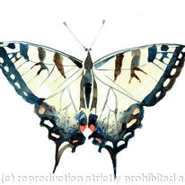 swallowtail