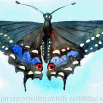 Swallowtail butterfly