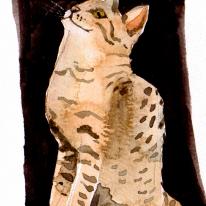Bengal kitten