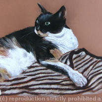 Tortie on tiger rug