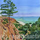 Pine trees, Algarve