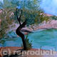 Olive tree in Greece